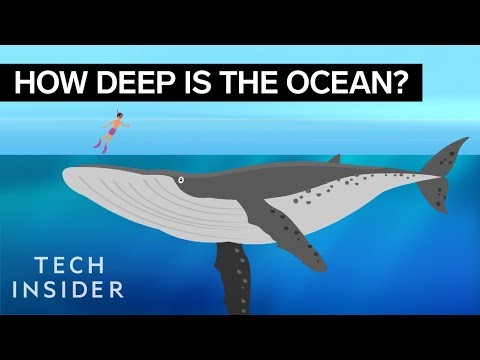 screenshot for an animated video showing a swimmer in the see with a large whale below him, and contrasted titles saying How deep is the ocean? and Tech Insider